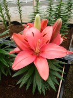 [5017 Tiny Robin No01.JPG]